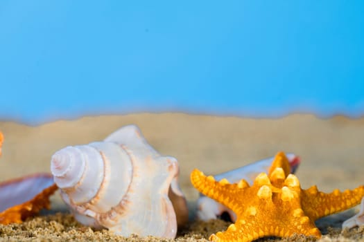 Sea beach with shells and starfish lying in the sand on a sunny day. Blue sky.