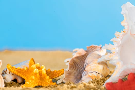 Sea beach with shells and starfish lying in the sand on a sunny day. Blue sky.