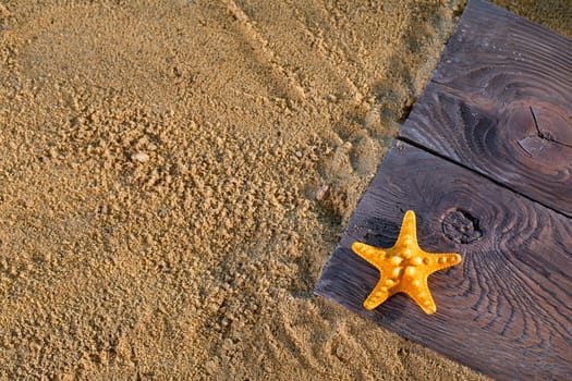 The lonely starfish lies on a board among the sea sand on a sunny day.