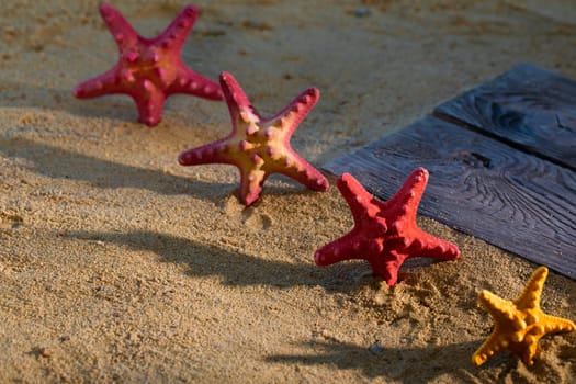 Several starfish frozen on a sandy beach. Sunny coast. Sea beach.