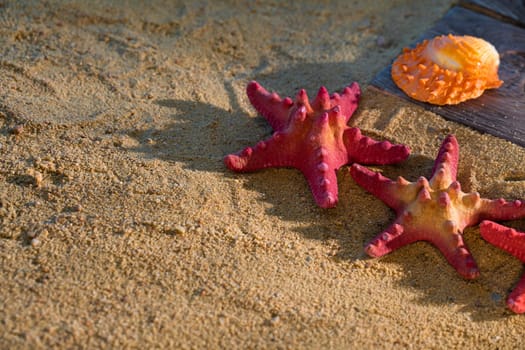 Several starfish frozen on a sandy beach. Sunny coast. Sea beach.