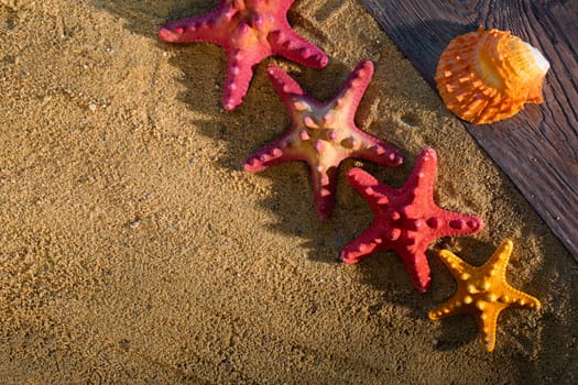 Several starfish frozen on a sandy beach. Sunny coast. Sea beach.