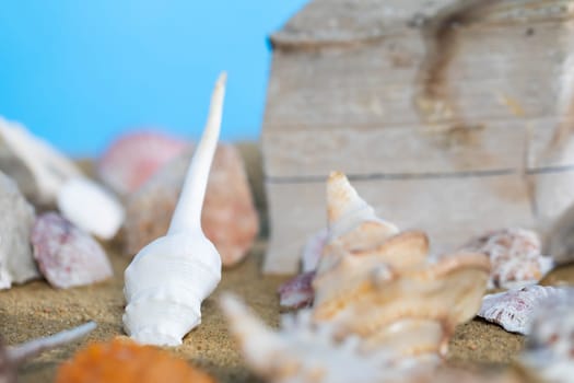 Limestone shells of snails. Abandoned shells lie on the beach. Sandy shore of the sea beach.