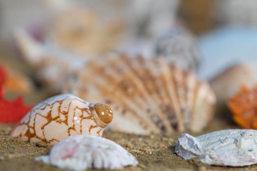 Limestone shells of snails. Abandoned shells lie on the beach. Sandy shore of the sea beach.