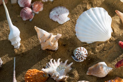 Limestone shells of snails. Abandoned shells lie on the beach. Sandy shore of the sea beach.