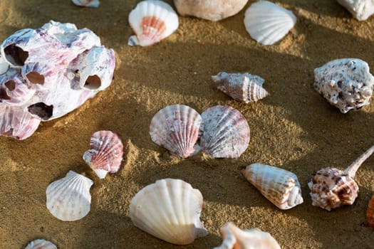 Limestone shells of snails. Abandoned shells lie on the beach. Sandy shore of the sea beach.