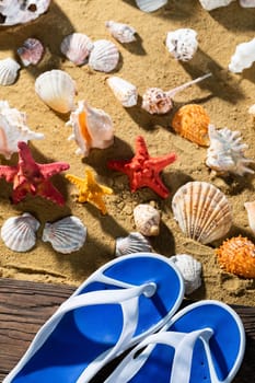 A set of beach flip-flops. Many abandoned snail shells. Sunny and sandy sea beach.