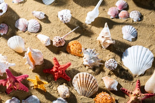 Limestone shells of snails. Abandoned shells lie on the beach. Sandy shore of the sea beach.