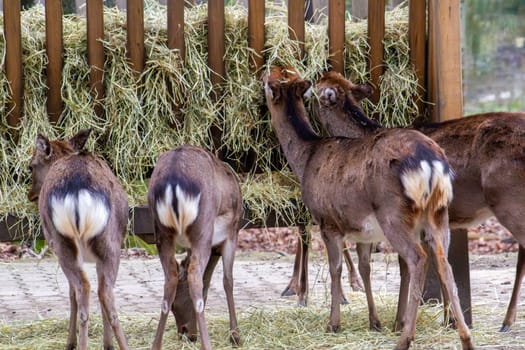 A deer at a feederforest. High quality photo