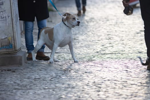 An agressive dog is standing on a sidewalk with a leash. The dog is looking at the person