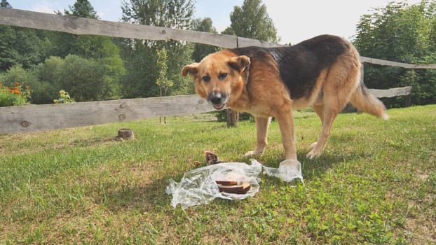 A country sheepdog eats leftovers