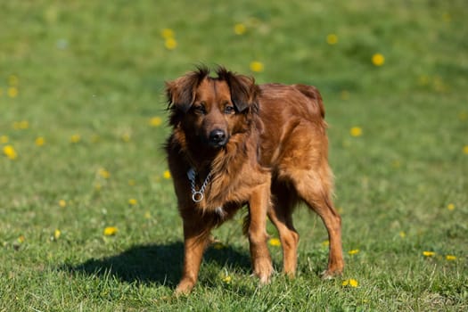 The mixed-breed dog stands uncertain on the green lawn and looks intensely.