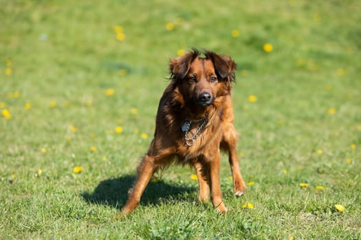 The mixed-breed dog stands uncertain on the green lawn and looks intensely.