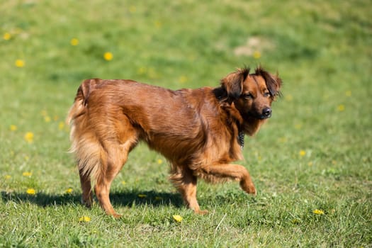 The mixed-breed dog stands uncertain on the green lawn and looks intensely.