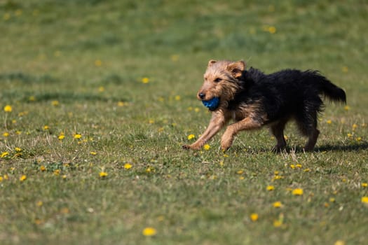 The dog after catching a small ball returns to the master on the green lawn.