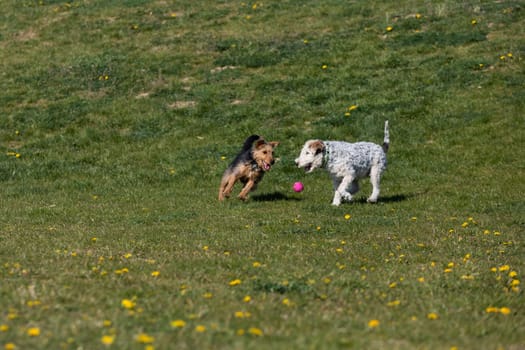 On the green grass two dogs run after the owner throws the ball and play together.