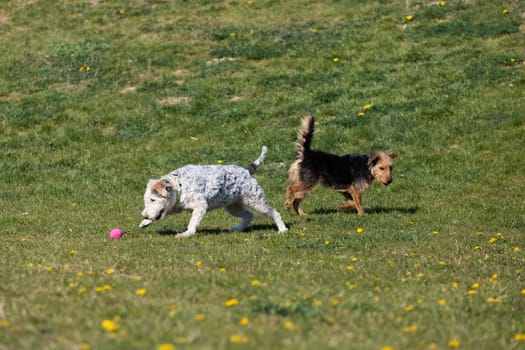 On the green grass two dogs run after the owner throws the ball and play together.