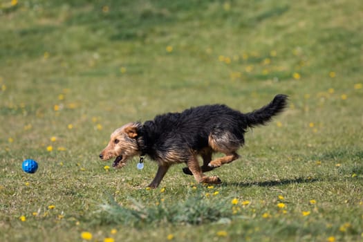 A dog runs on the green lawn and has learned to properly retrieve a rubber ball.