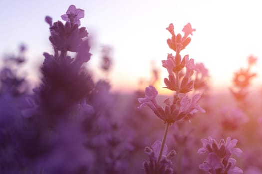 Lavender flower field closeup, fresh purple aromatic flowers for natural background. Violet lavender field in Provence, France.