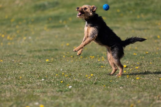 On the green catwalk, the dog trains hard jumps to catch the ball.