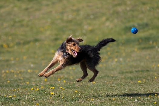 On the green catwalk, the dog trains hard jumps to catch the ball.