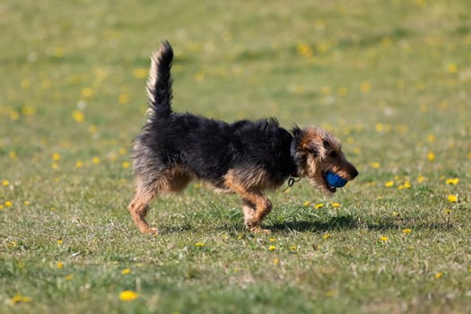 The dog after catching a small ball returns to the master on the green lawn.