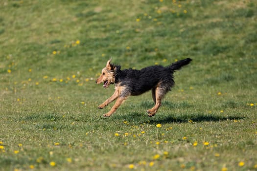 On the green catwalk, the dog trains hard jumps to catch the ball.