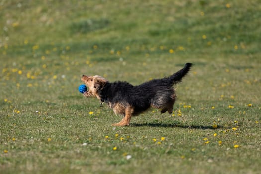 A dog runs on the green lawn and has learned to properly retrieve a rubber ball.