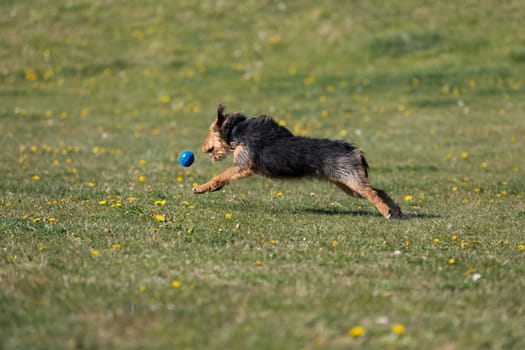 A dog runs on the green lawn and has learned to properly retrieve a rubber ball.