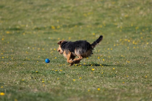 A dog runs on the green lawn and has learned to properly retrieve a rubber ball.