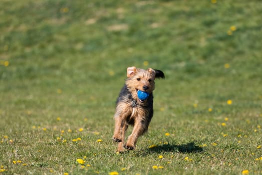 The dog after catching a small ball returns to the master on the green lawn.