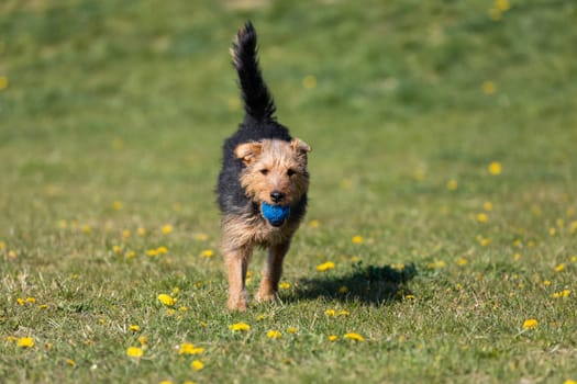 The dog after catching a small ball returns to the master on the green lawn.