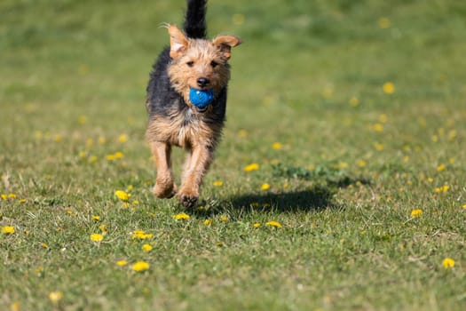 The dog after catching a small ball returns to the master on the green lawn.