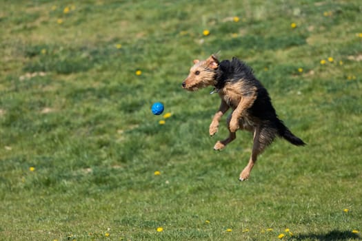 On the green catwalk, the dog trains hard jumps to catch the ball.