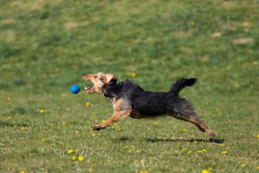 On the green catwalk, the dog trains hard jumps to catch the ball.