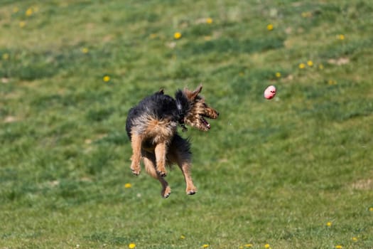 On the green catwalk, the dog trains hard jumps to catch the ball.