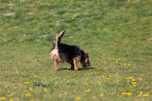 The dog after catching a small ball returns to the master on the green lawn.