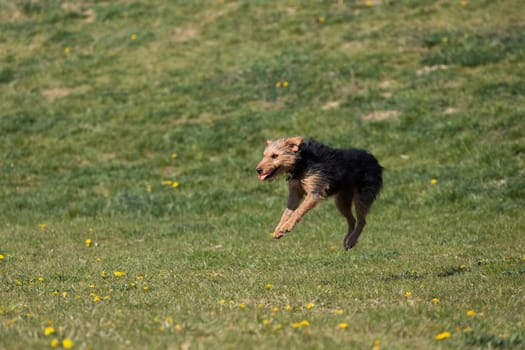 On the green catwalk, the dog trains hard jumps to catch the ball.