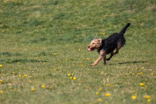 On the green catwalk, the dog trains hard jumps to catch the ball.