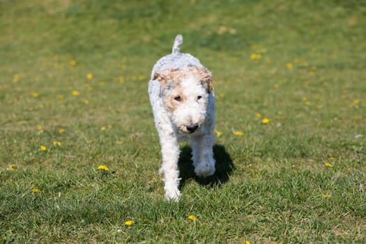 The shaggy dog walks slowly on the green grass and you can see that he is hot and thirsty.