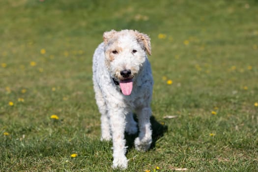 The shaggy dog walks slowly on the green grass and you can see that he is hot and thirsty.