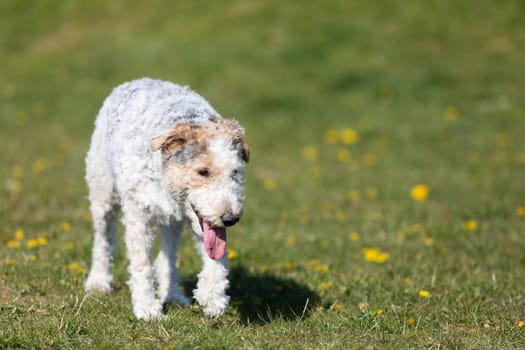 The shaggy dog walks slowly on the green grass and you can see that he is hot and thirsty.