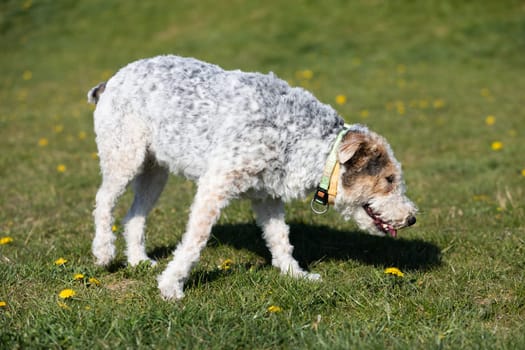 The shaggy dog walks slowly on the green grass and you can see that he is hot and thirsty.