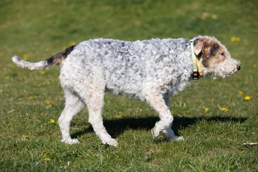The shaggy dog walks slowly on the green grass and you can see that he is hot and thirsty.
