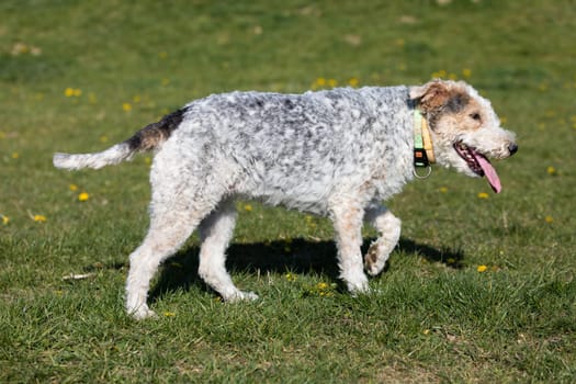 The shaggy dog walks slowly on the green grass and you can see that he is hot and thirsty.