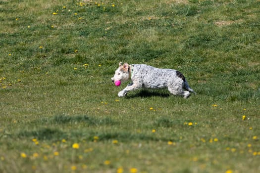 A shaggy dog with curly hair runs on a meadow dotted with yellow flowers.