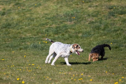 On the green grass two dogs run after the owner throws the ball and play together.