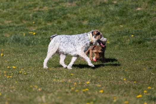 On the green grass two dogs run after the owner throws the ball and play together.