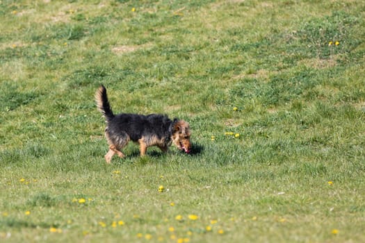 The dog after catching a small ball returns to the master on the green lawn.