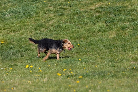 The dog after catching a small ball returns to the master on the green lawn.